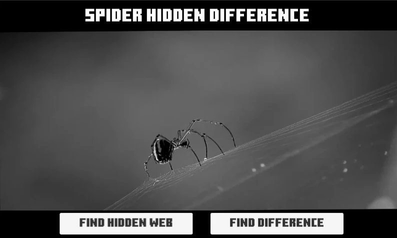 蜘蛛隐藏差异游戏图3